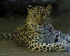 Leopardo dell'amour Leopardo dell'amour