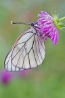Aporia Aporia