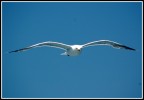 ...libero... ...libero...