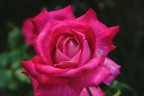 Rosa!!! Rosa!!!