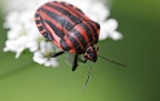 rosso nero rosso nero