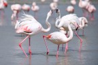 Fenicotteri rosa Fenicotteri rosa
