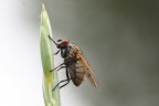Stercoraria
