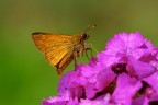 Ochlodes venatus