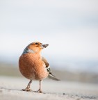 Un fringuello alquanto collaborativo...