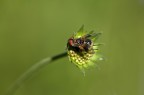 Mosca Mosca