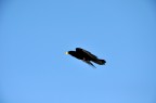 ....volo... ....volo...