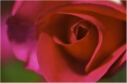 Rosa... Rosa...