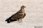 Aquila imperiale