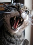 soffio felino soffio felino