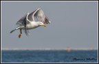 Volo libero... Volo libero...