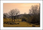 Alberi Alberi