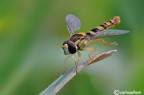 Spharophoria scripta Spharophoria scripta