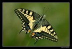 ...Papilio machaon...
