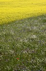 Fioritura Fioritura