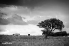 Savana Sarda Savana Sarda