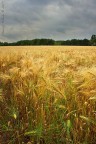 Wheat and the Storm Wheat and the Storm