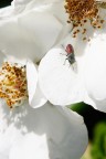 Discesa Discesa