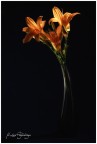Lillium Lillium