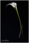 Calla Calla