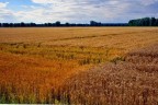 Campagna estiva Campagna estiva