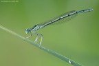 Platycnemis Pennipes Platycnemis Pennipes