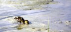 Cucciolo di Germano Reale