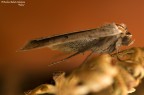 Falena Falena