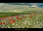 castelluccio di norcia