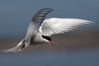Artic tern flying