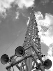 Giglio spoglio