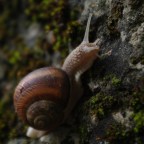 Lumaca Lumaca