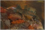 Triturus carniflex maschio Triturus carniflex maschio