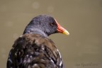 gallinella gallinella