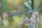 Damigella Damigella