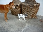 al piccoletto ci penso io.... al piccoletto ci penso io....
