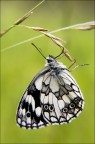 macro con lenti addizionali.. macro con lenti addizionali..