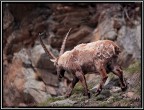Stambecco PNGP # 12 - sguardo nel vuoto