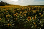 Girasoli di Montorso