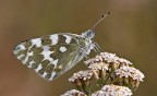 Pontia edusa Pontia edusa