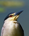 Nitticora (Nycticorax nycticorax) Nitticora (Nycticorax nycticorax)