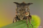 Centrotus Cornutus Centrotus Cornutus