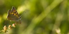 Bellezza Sfrontata