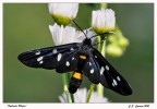 Syntomis Phegea
