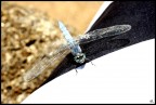 Libellula