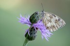 Melanargia galathea Melanargia galathea