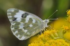 Pontia Edusa Pontia Edusa