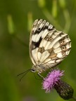 Melanargia galathea Melanargia galathea