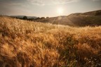 Fields of Gold Fields of Gold