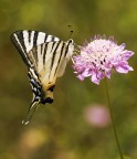 Il nettare degli dei Il nettare degli dei